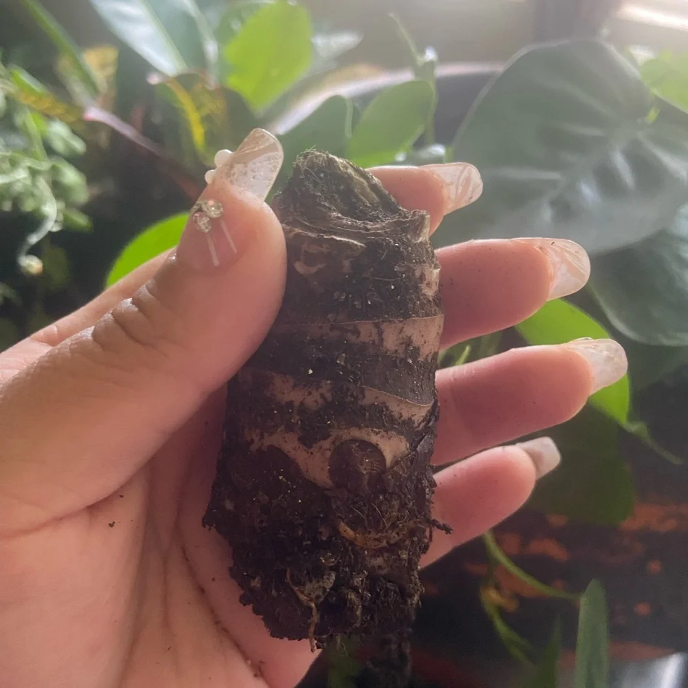 Alocasia regal shield bulb